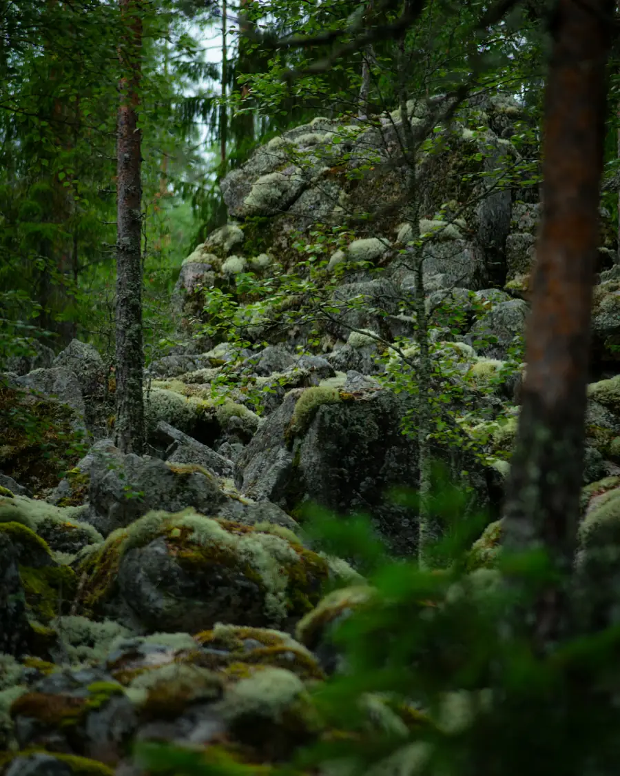 Souche moussue au pied de grands arbres