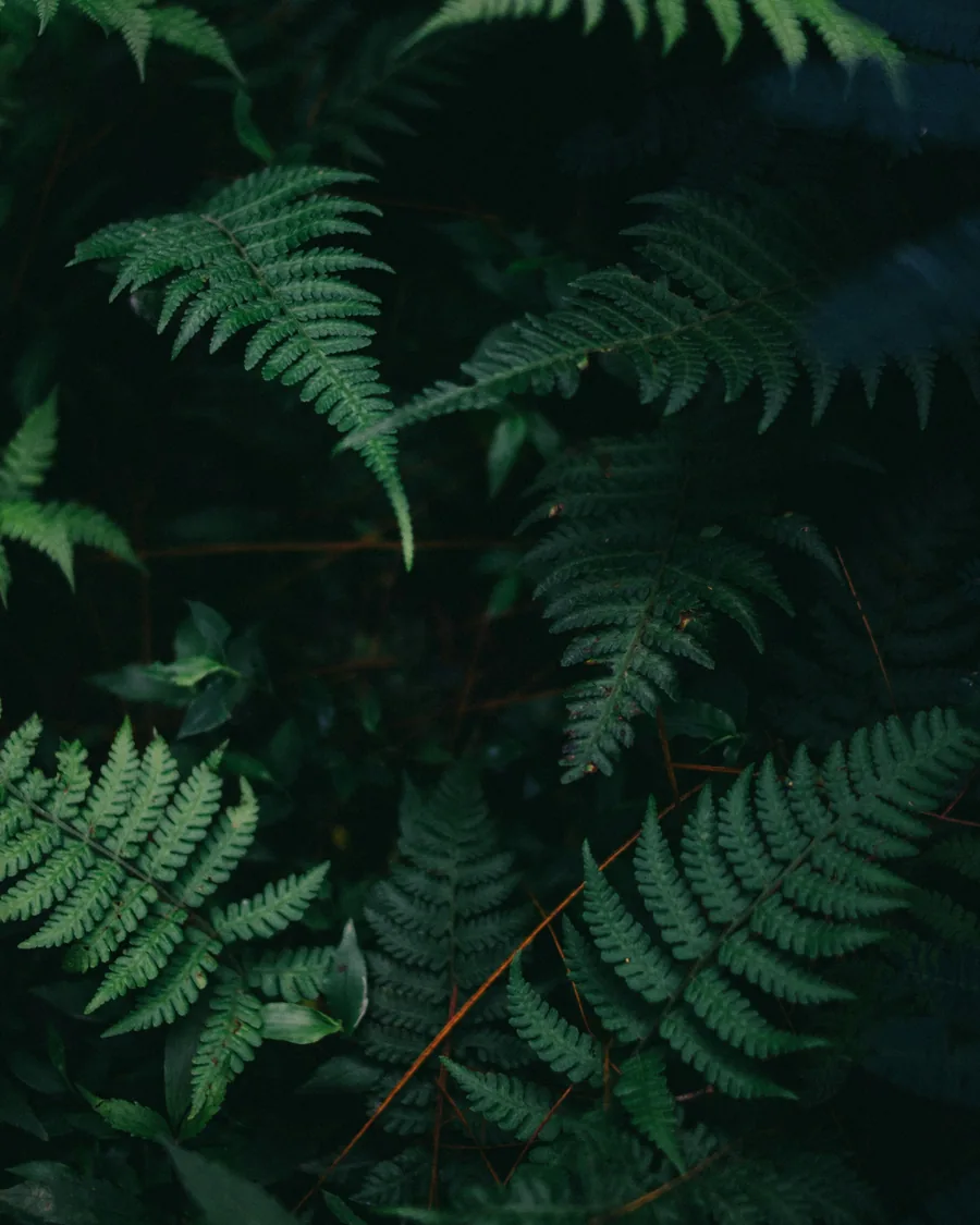 Fougères dans la pénombre d’un sous-bois